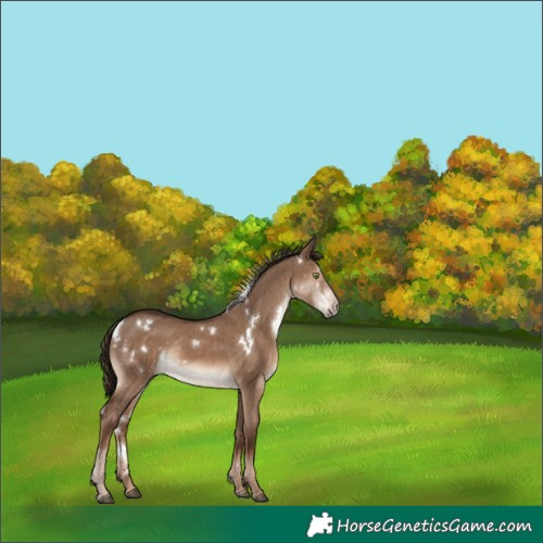 Horse Color:White Spotted Liver Red Dun Rabicano Brindle