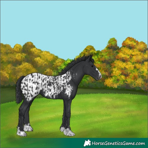 Horse Color:Black  and Black Blanket 
