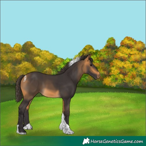 Horse Color:Buckskin Tobiano
