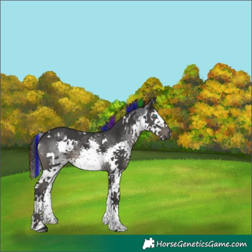 Horse Color:Painted White Spotted Black Splash Tobiano Rabicano
