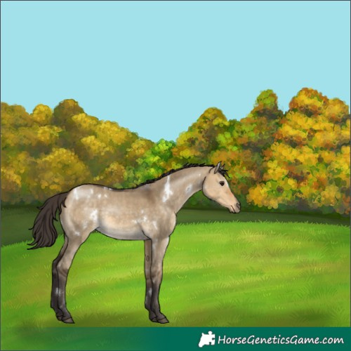 Horse Color:White Spotted Buckskin Dun Rabicano