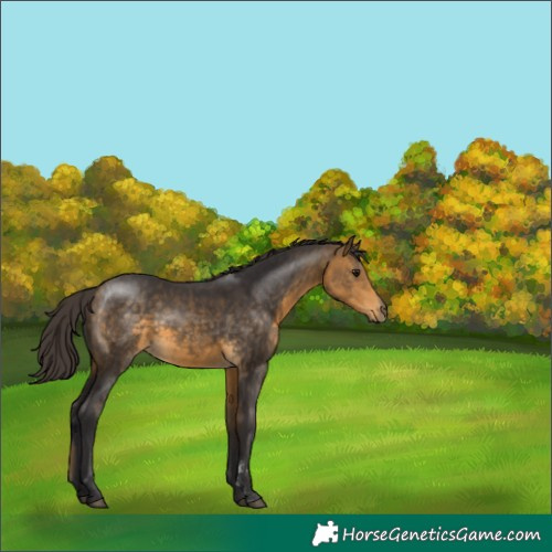 Horse Color:Buckskin