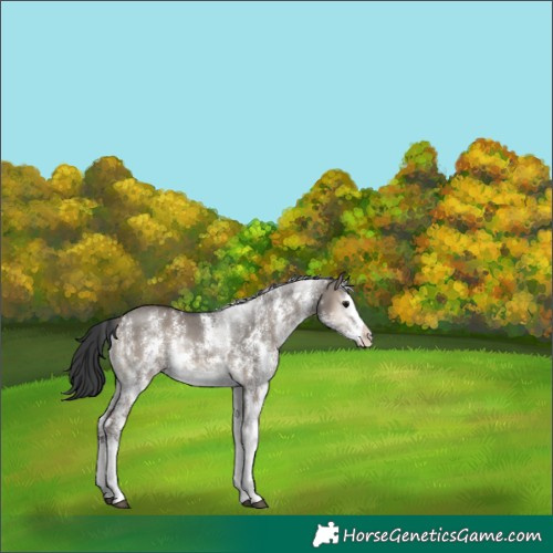 Horse Color:Grullo Onyx Sabino Splash Rabicano