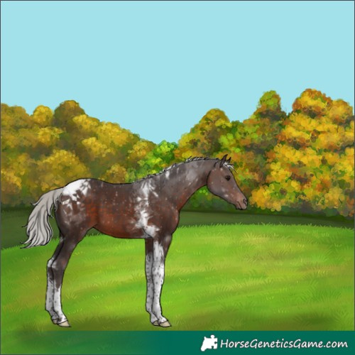 Horse Color:Silver Brown Tobiano