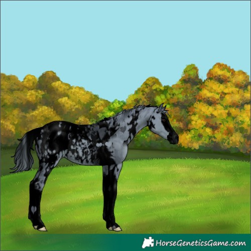Horse Color:Void Watercolor White Spotted Smoky Black Splash Tobiano Blanket 