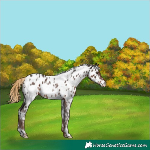 Horse Color:White Spotted Liver Chestnut Near Leopard