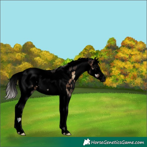 Horse Color:Void White Spotted Silver Brown Onyx Splash Tobiano Blanket Rabicano