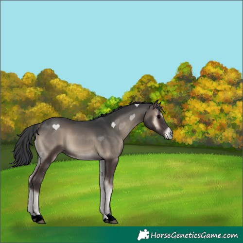 Horse Color:Blue Onyx 