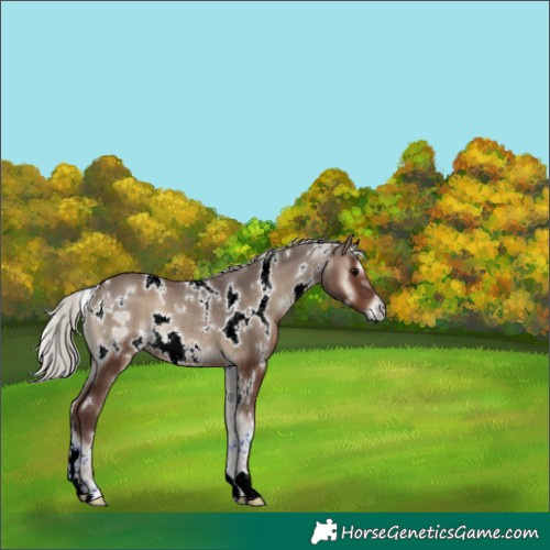 Horse Color:White Spotted Silver Blue Onyx Rabicano