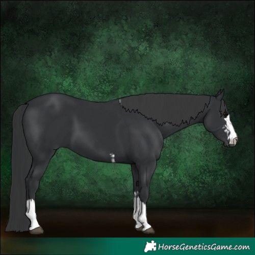 Horse Color:Black and Black