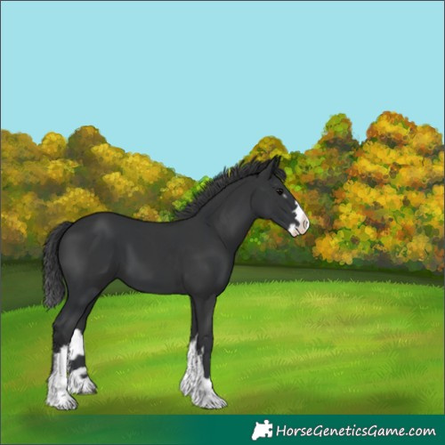 Horse Color:Black  and Black Splash 