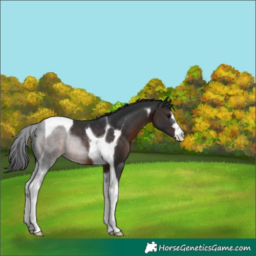 Horse Color:Brown Tobiano Rabicano