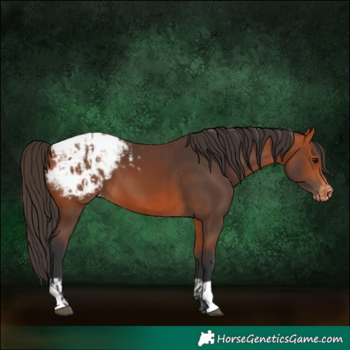 Horse Color:Bay Blanket  and Bay Snowcap 