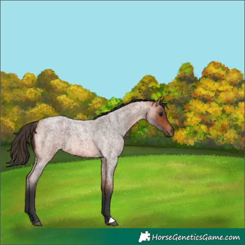Horse Color:Bay Roan 