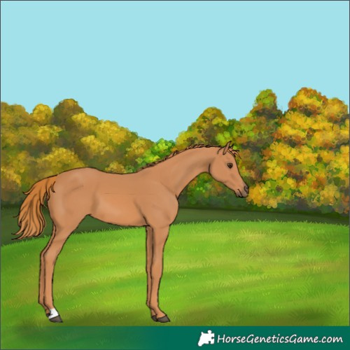 Horse Color:Chestnut 