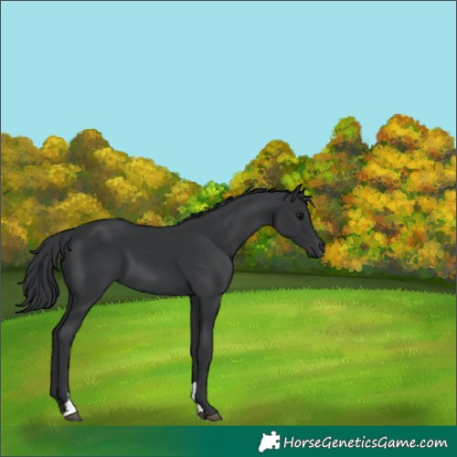 Horse Color:Black Tobiano