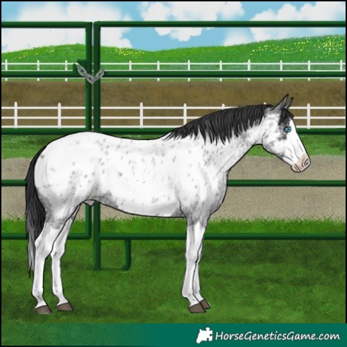 Horse Color:Blue Roan Splash Near Leopard