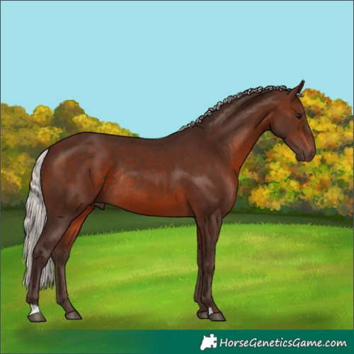 Horse Color:Silver Brown Rabicano