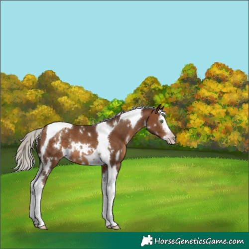 Horse Color:Gray White Spotted Silver Sable Champagne Splash Tobiano Rabicano