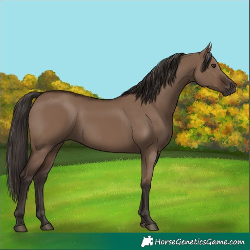 Horse Color:Liver Red Dun