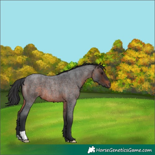Horse Color:Brown Roan 