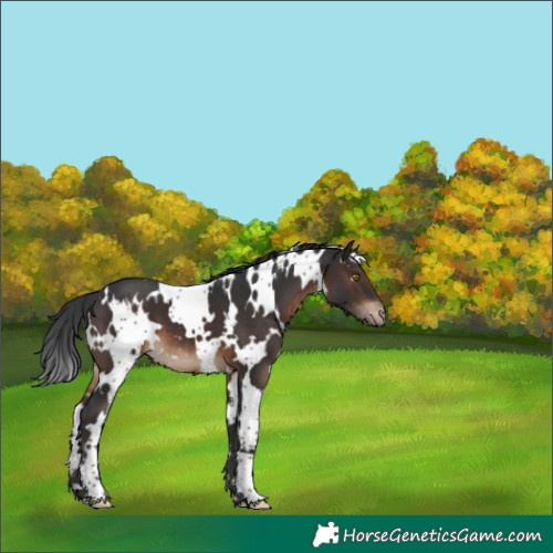 Horse Color:White Spotted Brown Varnish