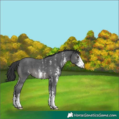 Horse Color:Black Sabino