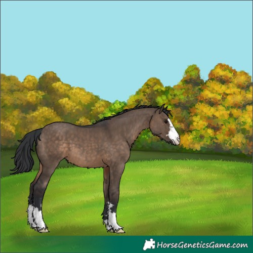 Horse Color:Brown Dun