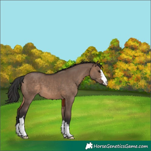 Horse Color:Brown Dun 