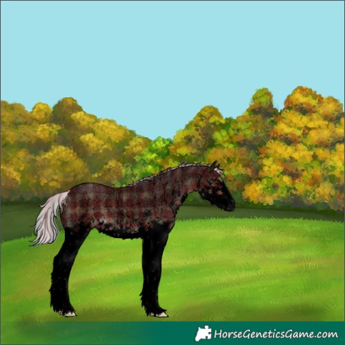 Horse Color:Void Plaid  Silver Brown Ice Sabino Splash 