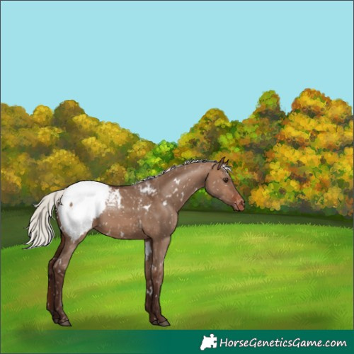 Horse Color:White Spotted Silver Brown Dun Snowcap Rabicano