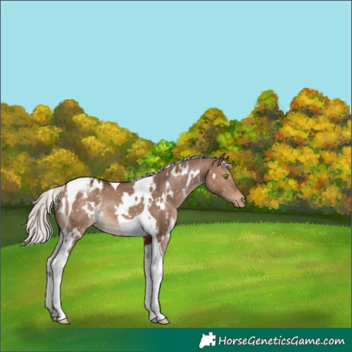 Horse Color:White Spotted Silver Brown Dun Tobiano Snowflake Varnish Rabicano