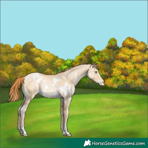 Horse Color:White Spotted Buckskin Pearl Dun Varnish Rabicano