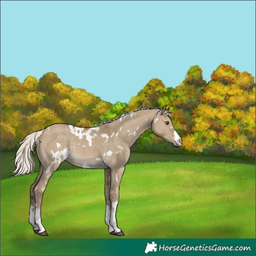 Horse Color:White Spotted Silver Smoky Grullo Rabicano 