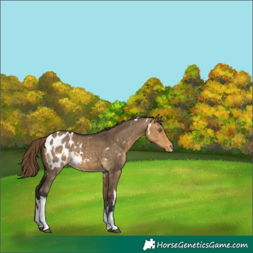 Horse Color:White Spotted Buckskin Dun Blanket Rabicano