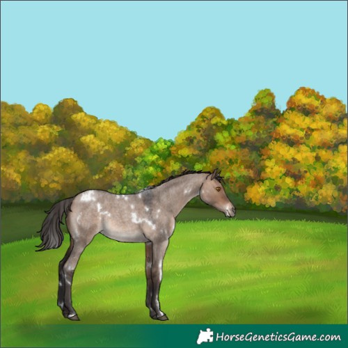 Horse Color:White Spotted Brown Roan Dun Rabicano 