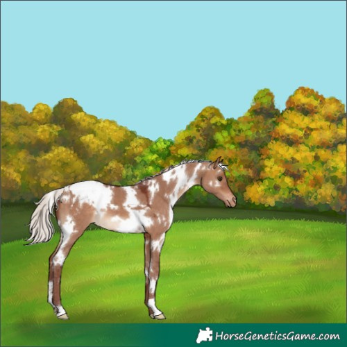 Horse Color:White Spotted Chocolate Silver Brown Dun Varnish 