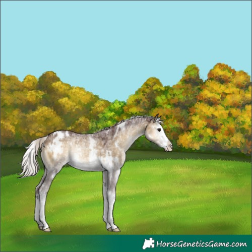 Horse Color:White Spotted Chocolate Silver Smoky Grullo Ice Onyx Splash