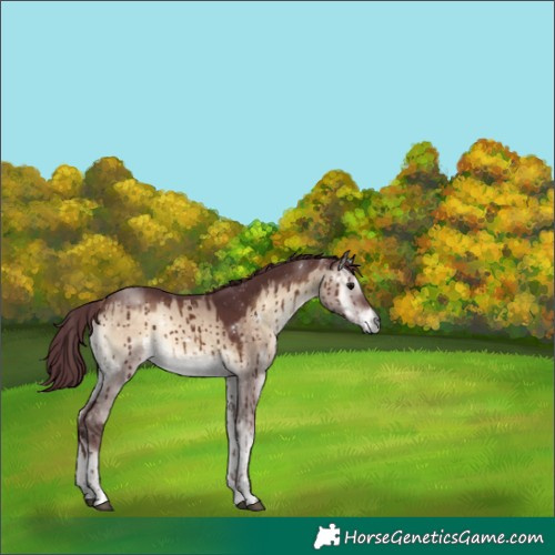 Horse Color:White Spotted Chocolate Brown Onyx Sabino Brindle
