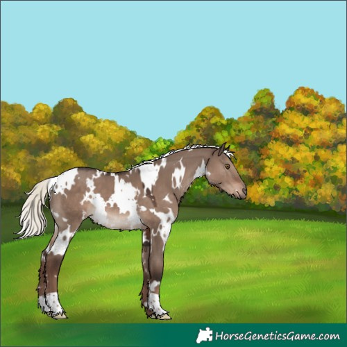 Horse Color:White Spotted Liver Red Dun Mushroom 