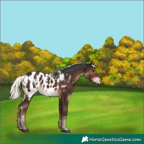 Horse Color:White Spotted Liver Chestnut Mushroom Blanket 