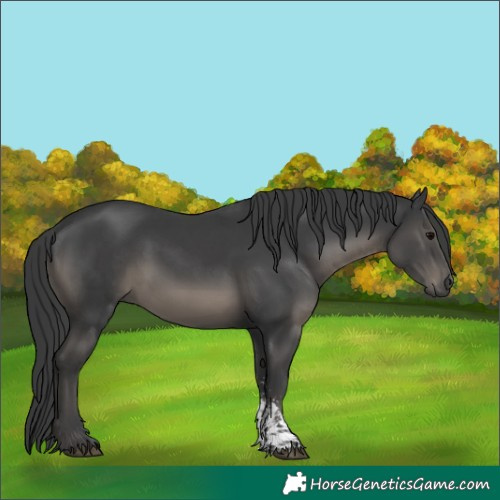 Horse Color:Black Sabino