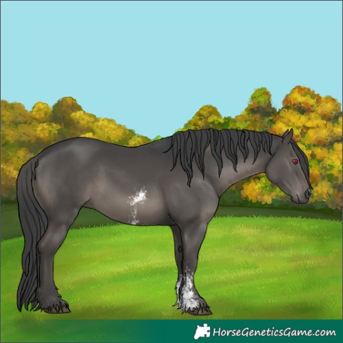 Horse Color:Black Sabino