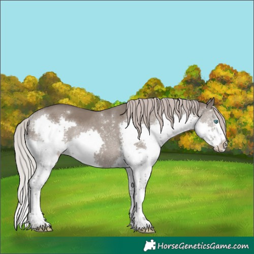 Horse Color:Silver Grullo Splash Rabicano