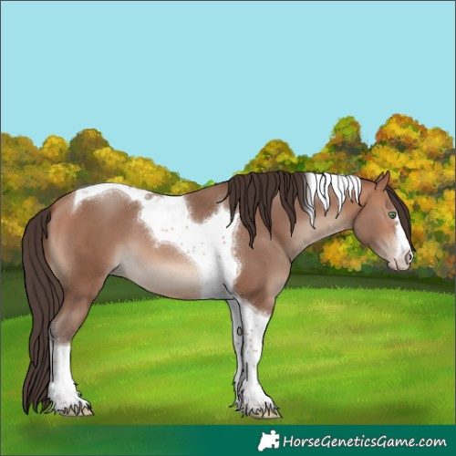 Horse Color:Sable Champagne Tobiano 