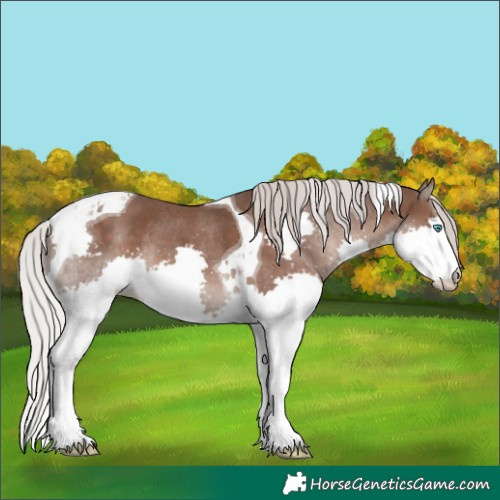 Horse Color:Silver Black Splash Tobiano Rabicano