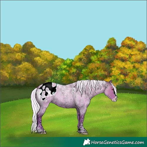 Horse Color:Powder White Silver Sable Champagne Chinchilla Ice Roan Dun Mushroom Splash Blanket Rabicano 