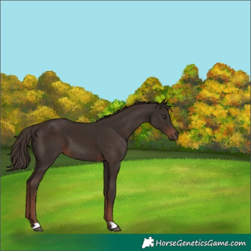 Horse Color:Liver Chestnut