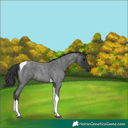 Horse Color:Blue Roan Tobiano 