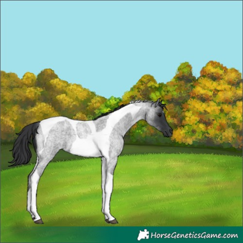 Horse Color:Blue Roan Tobiano